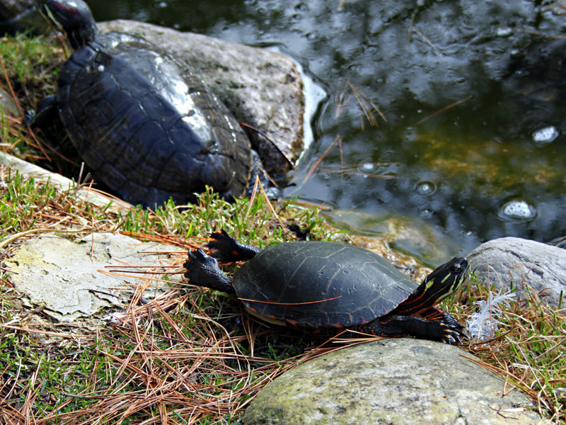  turtle pond at GarLyn Zoo